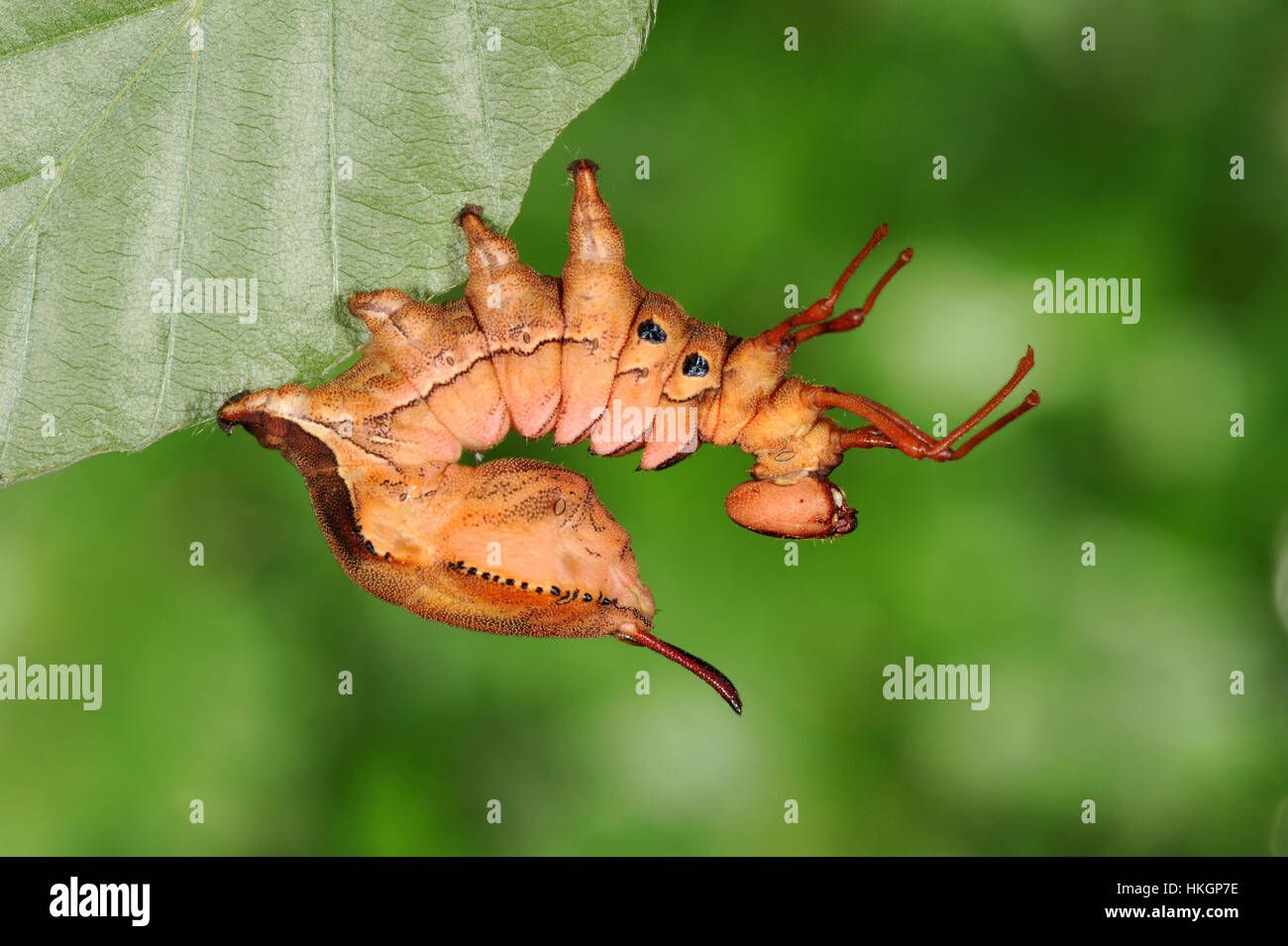 Lobster Moth - Stauropus fagi Stock Photo