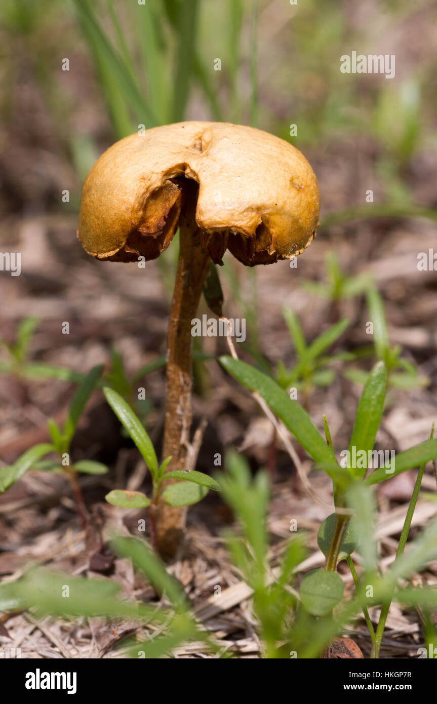 Wild mushroom growing in Mexico Stock Photo