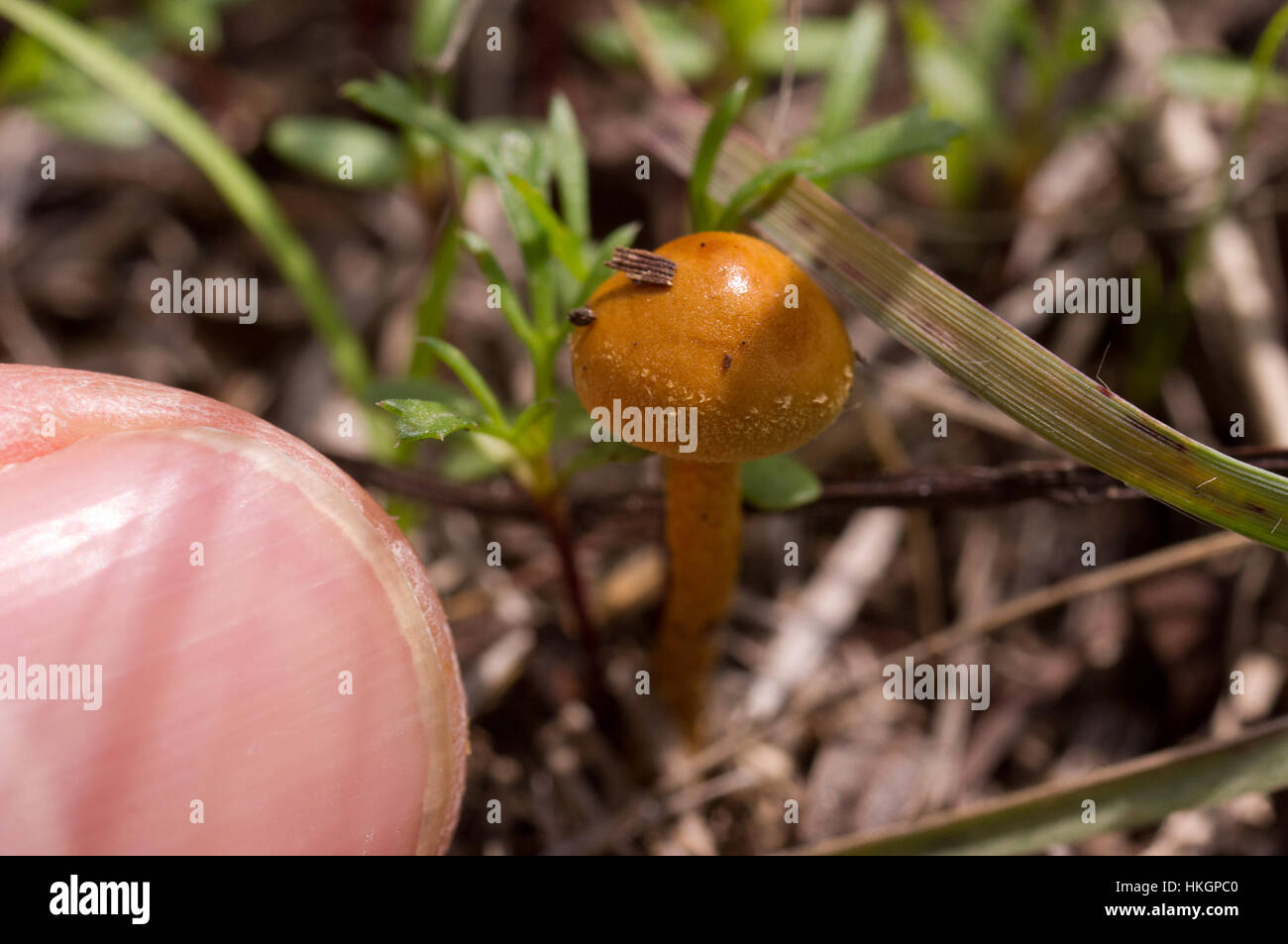 Tiny mushroom almost the size of a human nail Stock Photo