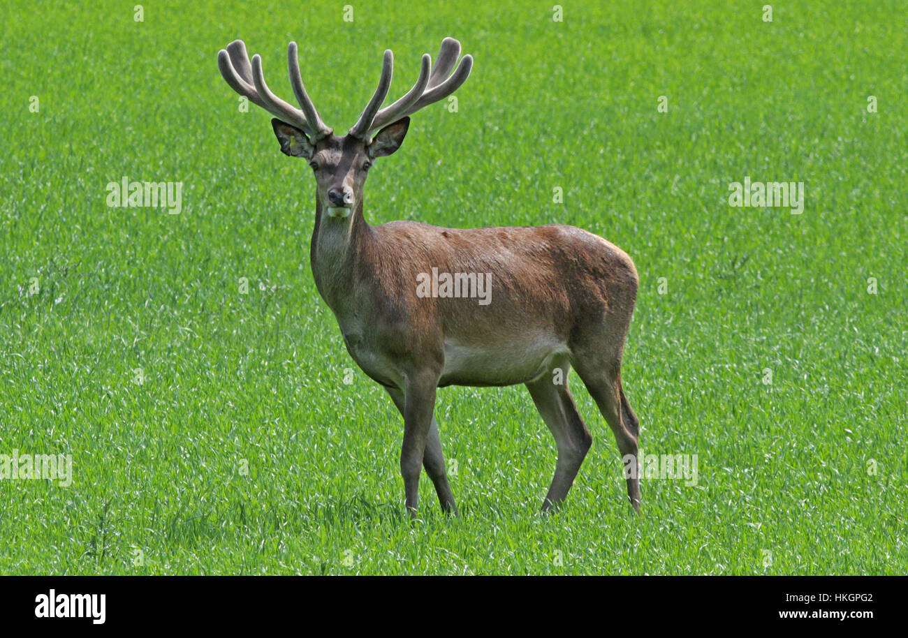 Red deer buck (Cervus elaphus) with antlers standing on green field Stock Photo