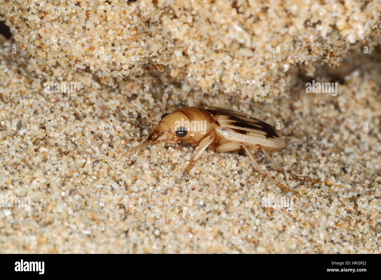 Beachcomber or Strandline Beetle - Eurynebria complanata Stock Photo
