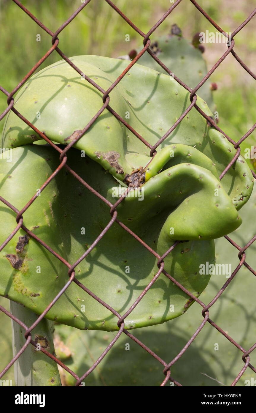 Prickly pear cactus growing through a fence Stock Photo