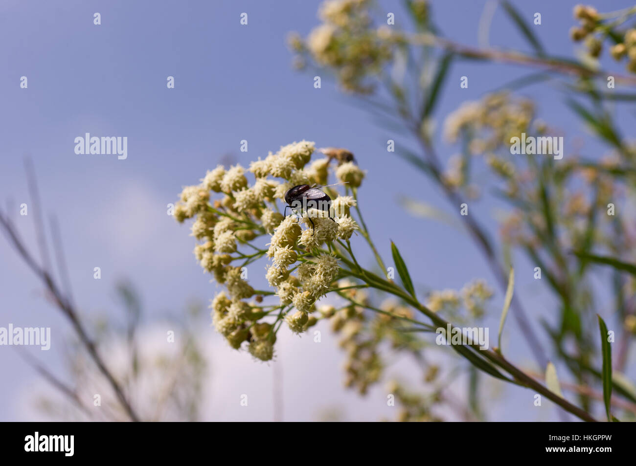 Huge wild black fly pollinating a plant in central Mexico Stock Photo