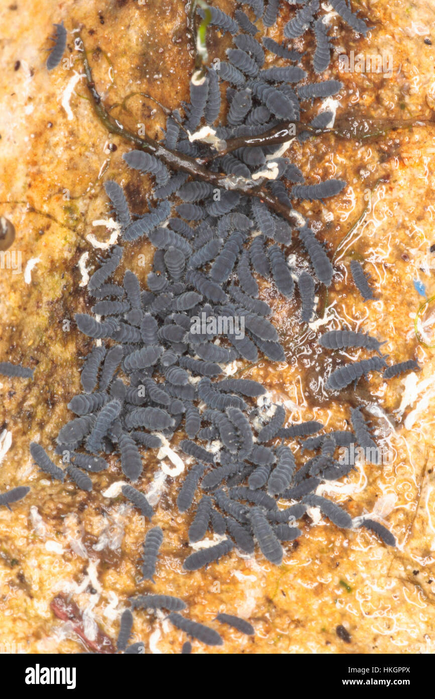 Shore Springtail Anurida maritima Stock Photo Alamy