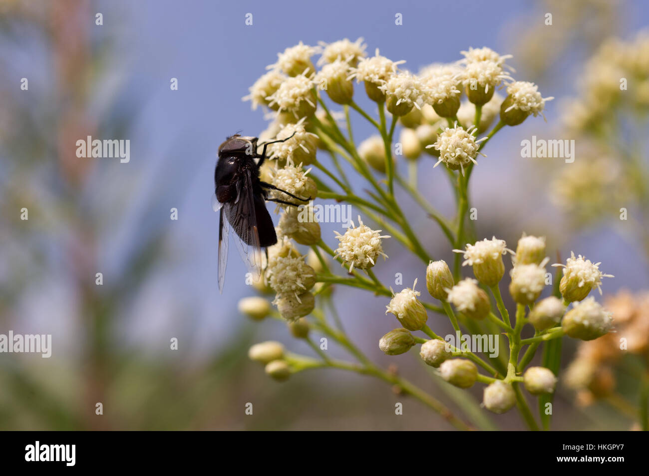 Huge wild black fly pollinating a plant in central Mexico Stock Photo