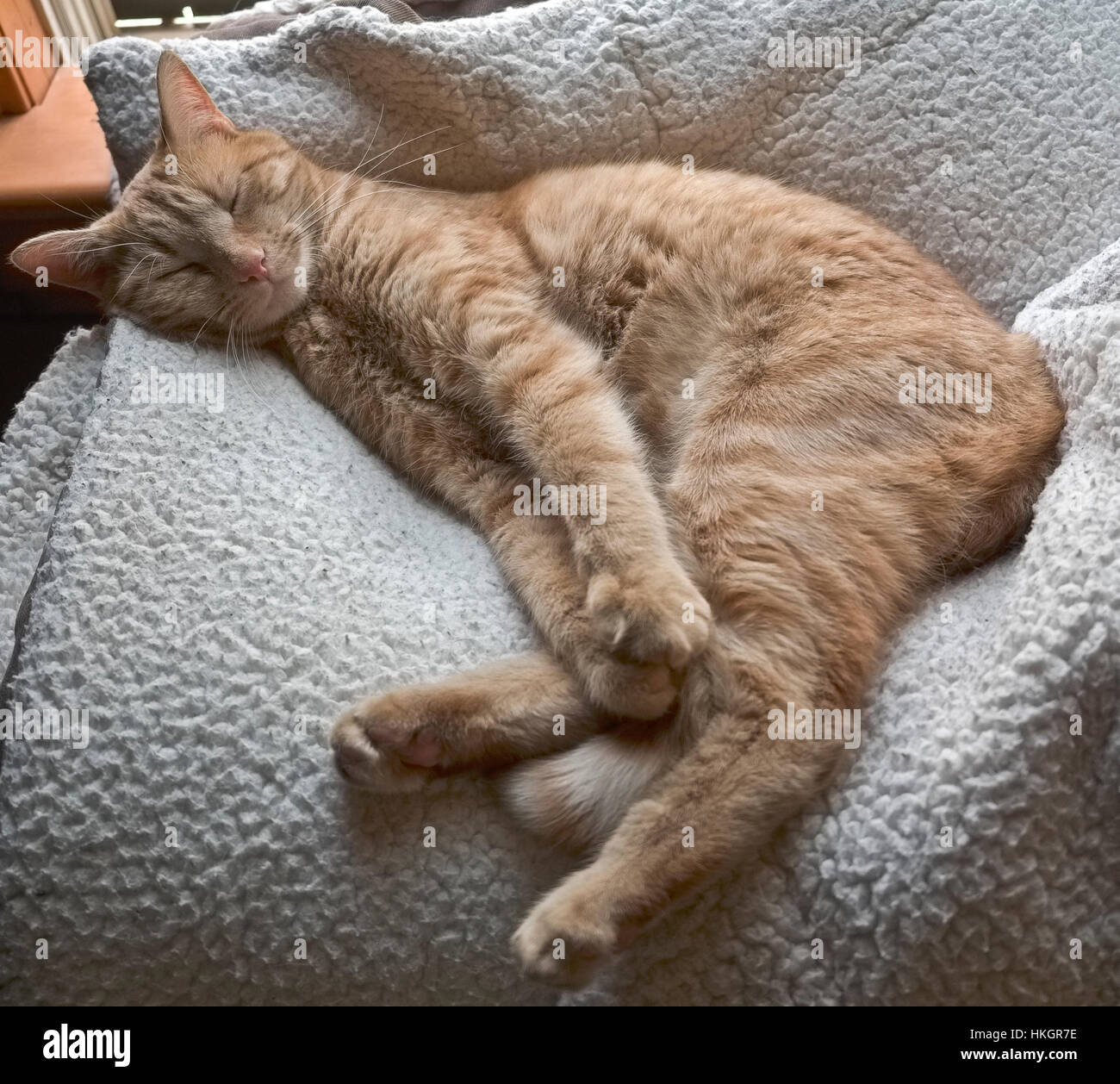 Orange tabby cat sleeping in super comfortable bed Stock Photo - Alamy