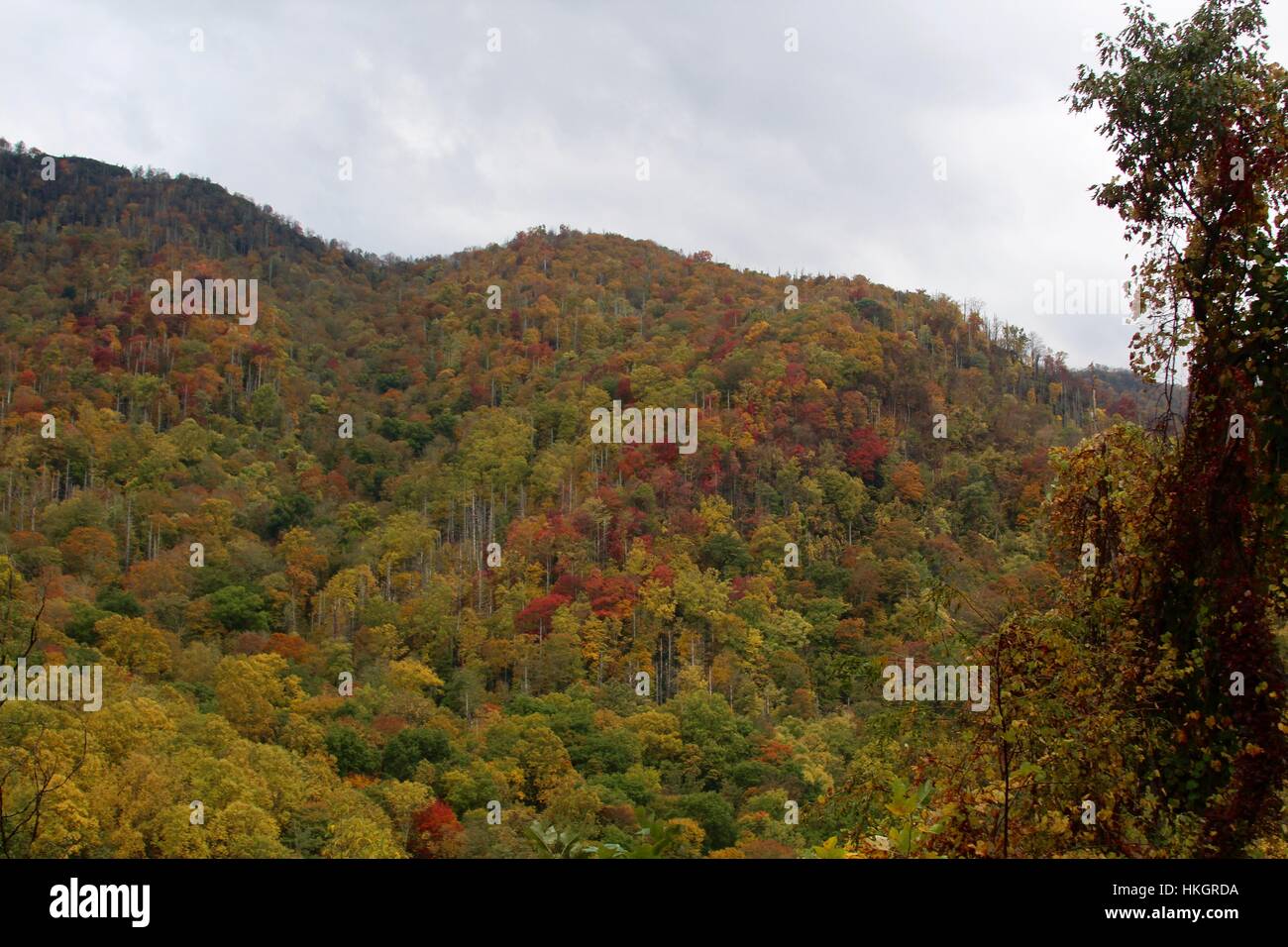 The fall trees in the mountains of Tennessee. Stock Photo