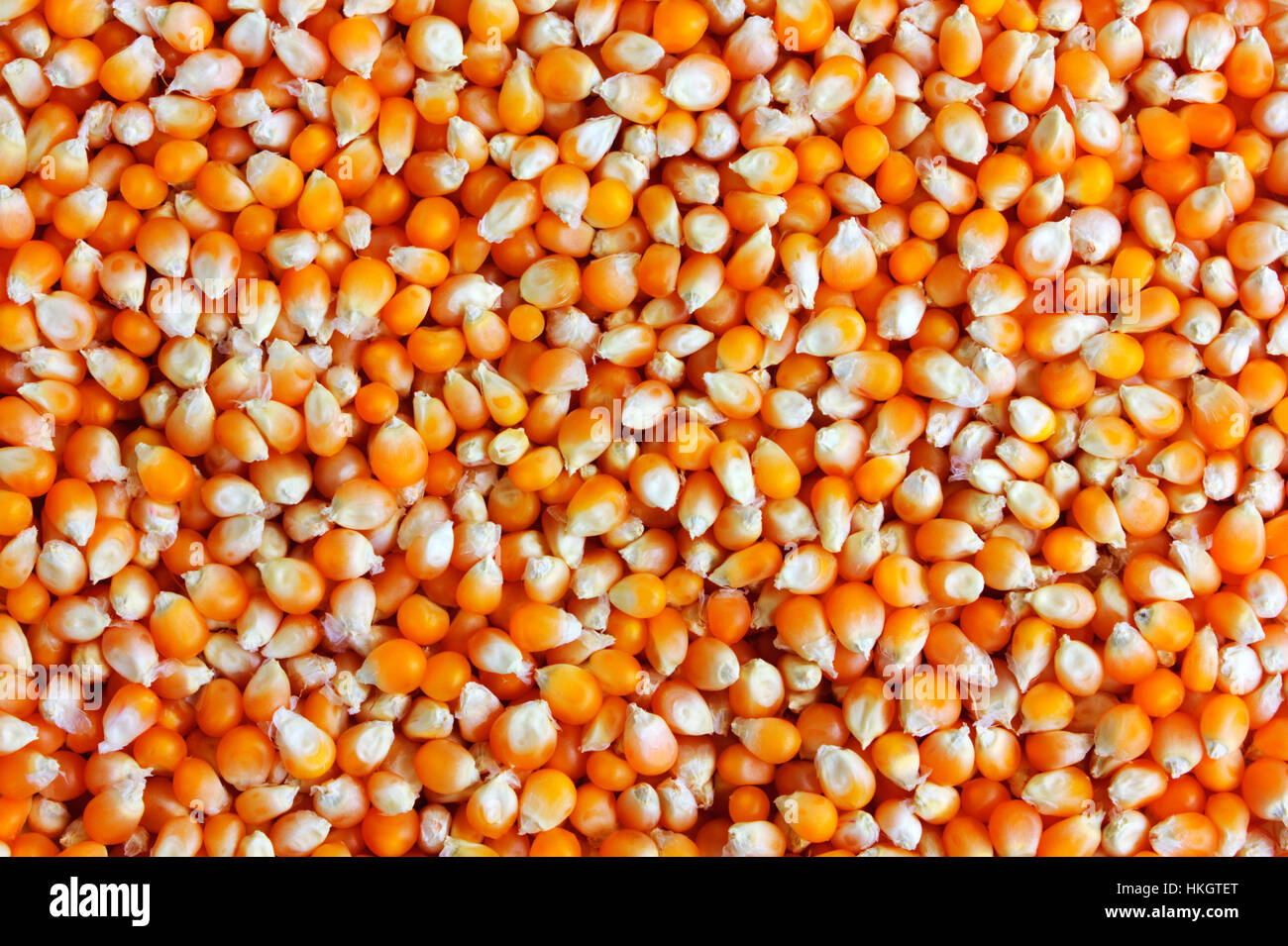 Wallpaper sweetcorn hi-res stock photography and images - Alamy
