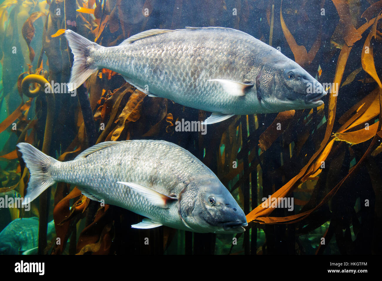 White Steenbass fishes at the Predator Exibit at Two Oceans Aquarium, Cape Town, South Africa Stock Photo