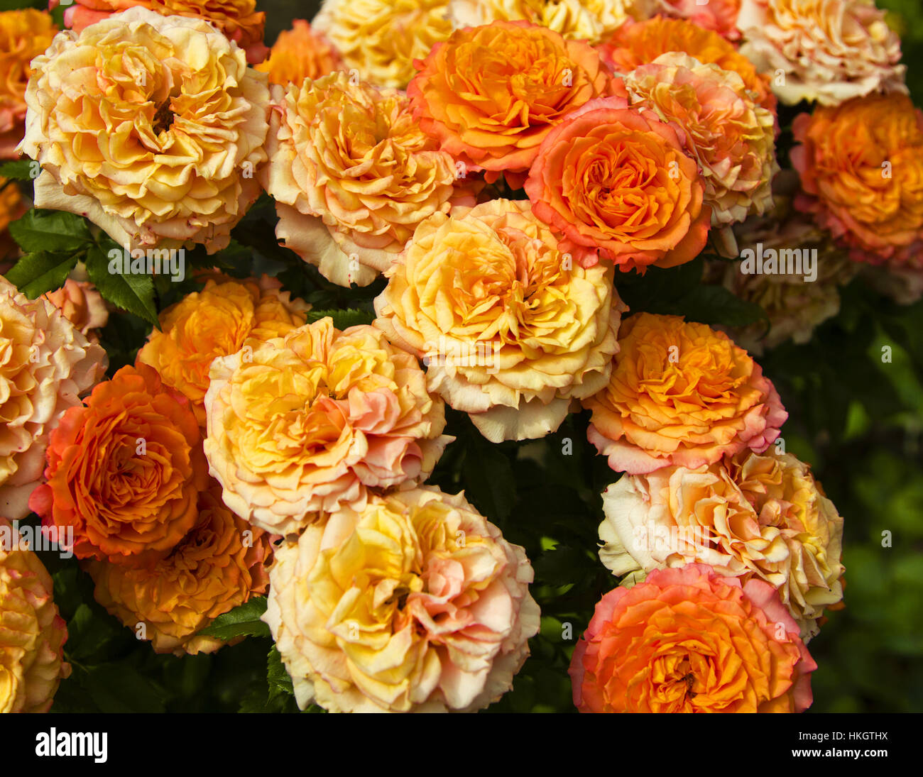 Pink roses closeup Stock Photo Alamy