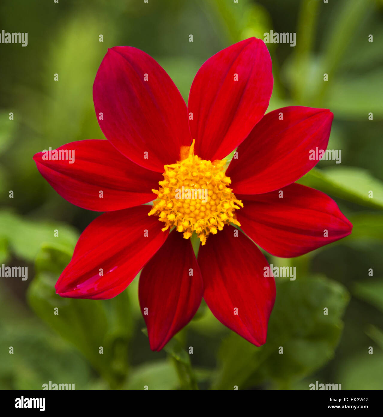 Spring flower closeup Stock Photo - Alamy