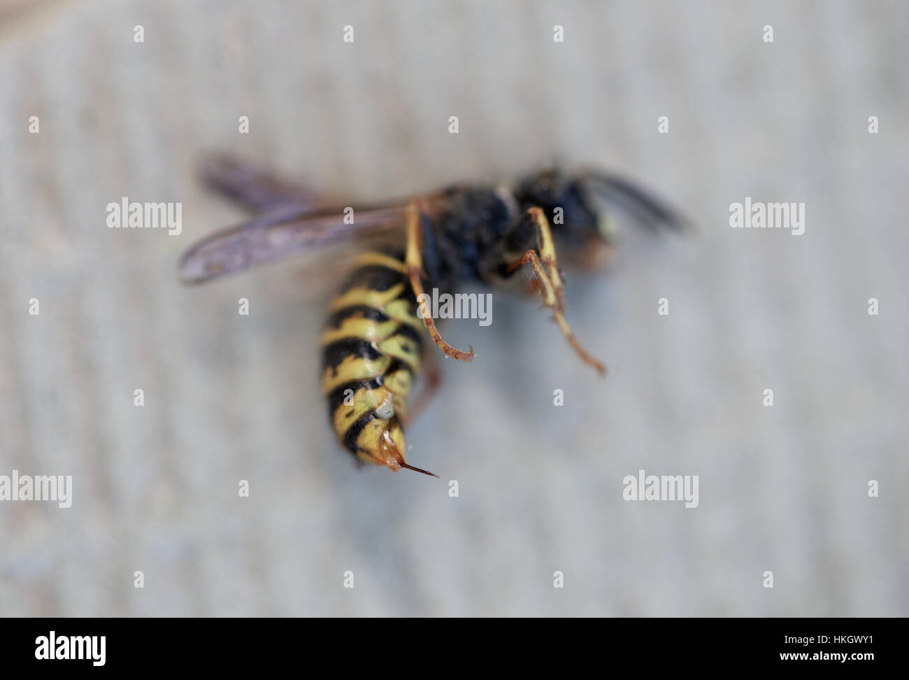 dead wasp. animal, death, bug, hornet. Stock Photo