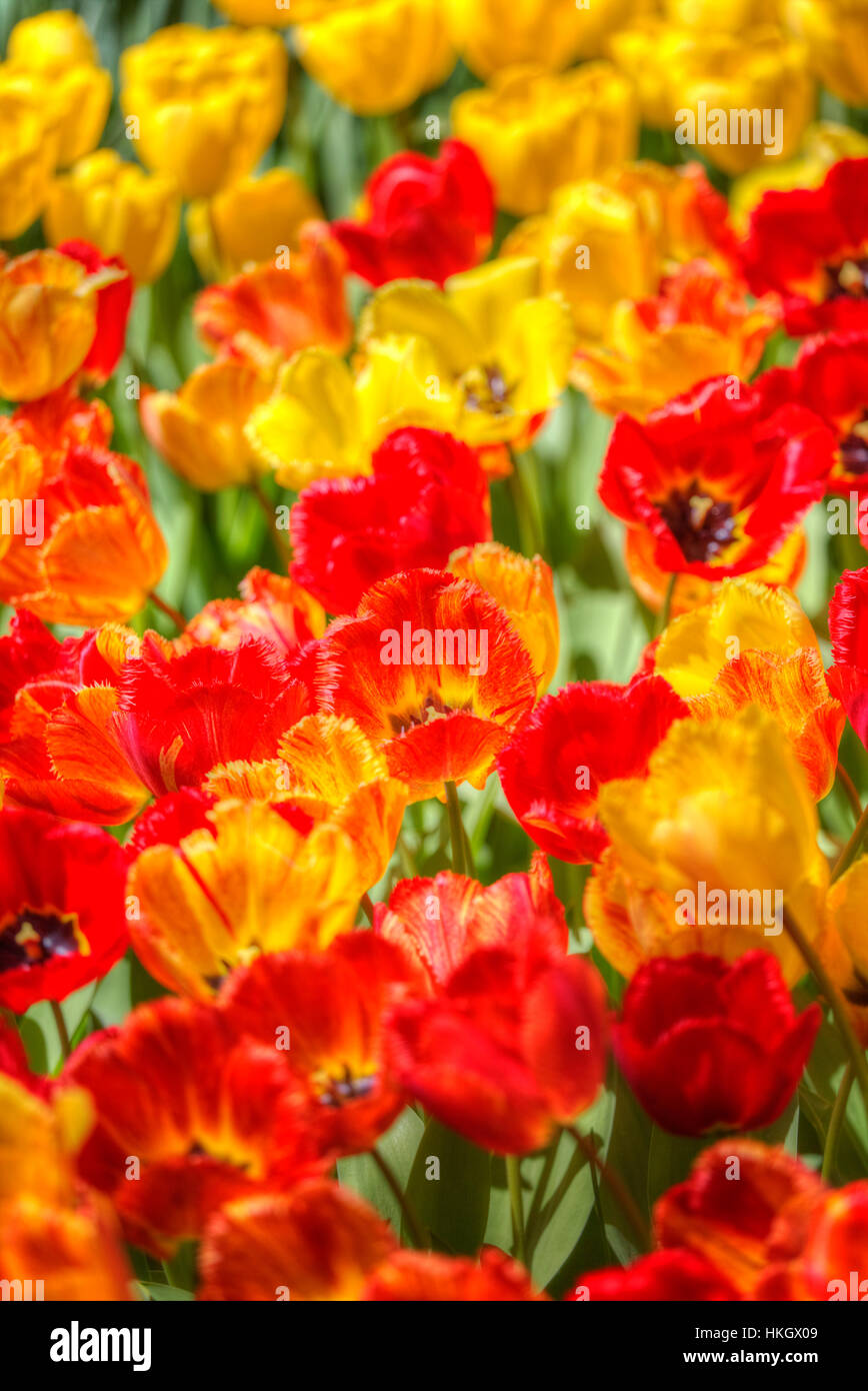 Red field of tulips hi-res stock photography and images - Alamy