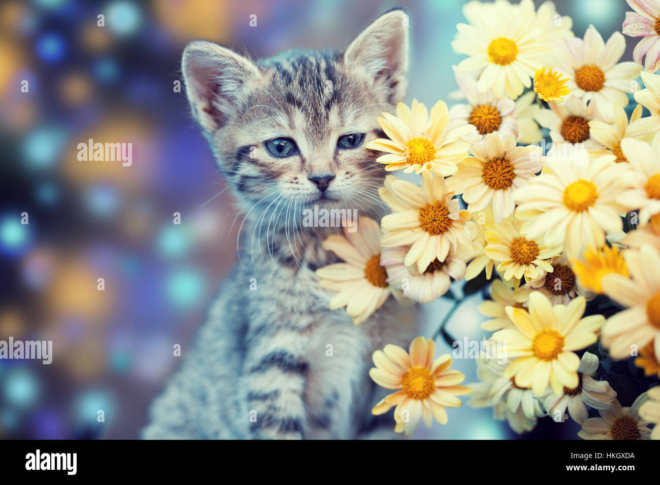 Little kitten in the garden with flowers Stock Photo - Alamy