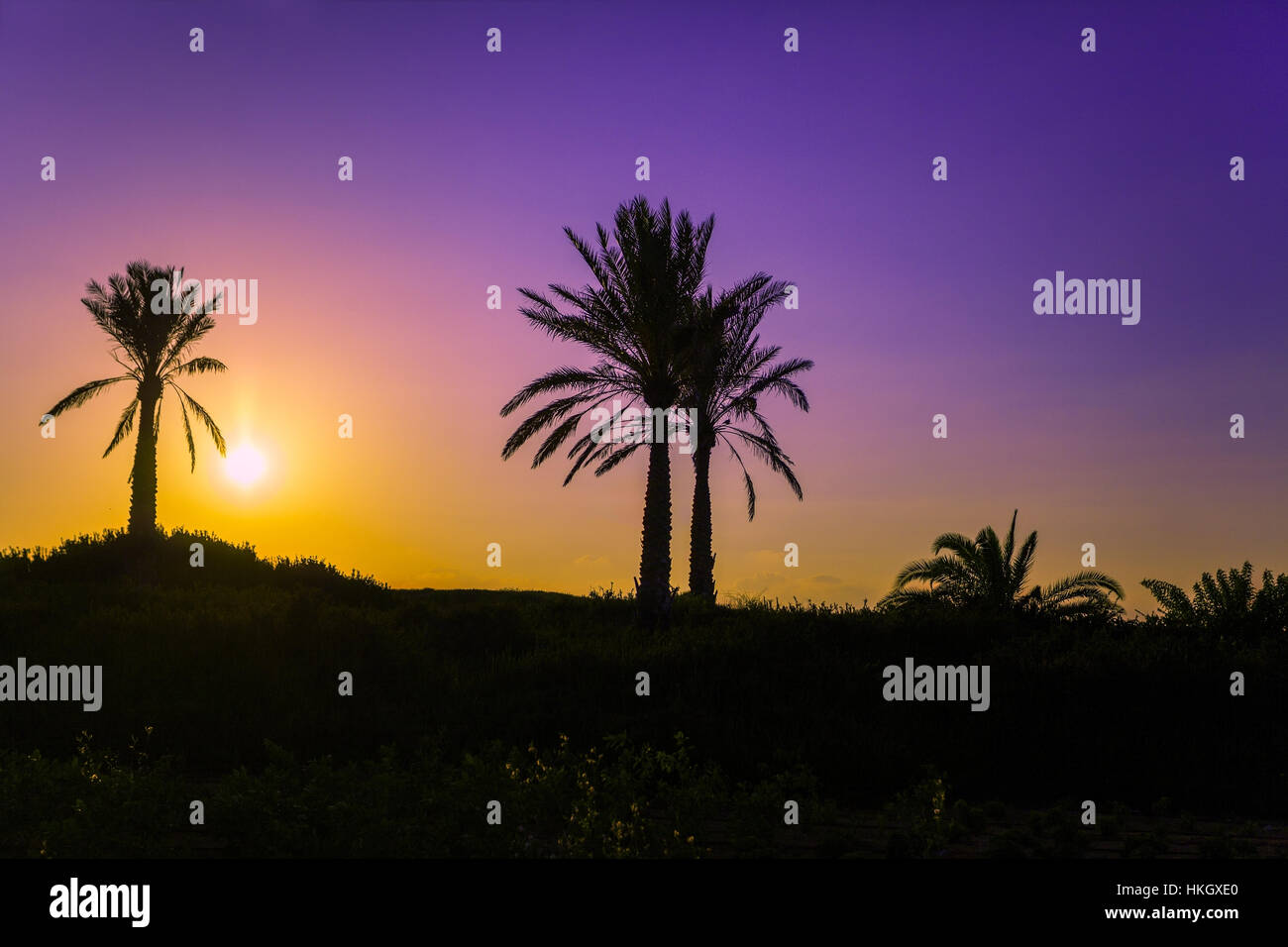 Palm trees silhouette at sunset background Stock Photo - Alamy