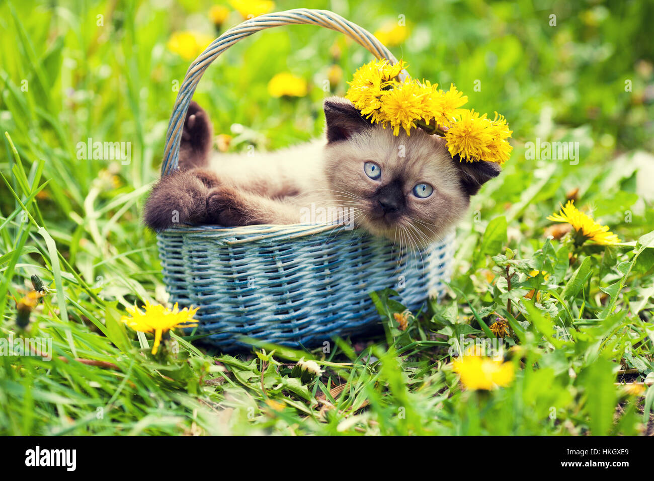 Cute siamese kitten on the grass, crowned dandelion chaplet Stock Photo