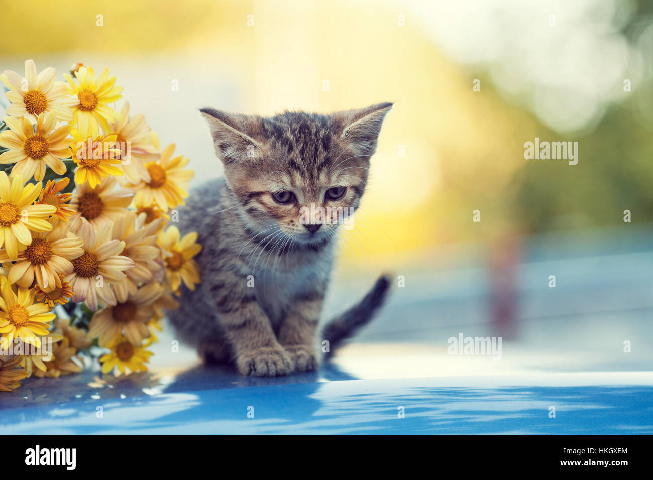 Little kitten in the garden with flowers Stock Photo - Alamy