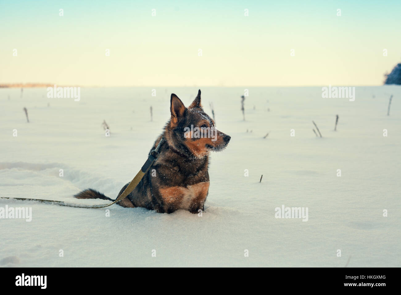 Dog walking in snowy field in winter Stock Photo - Alamy