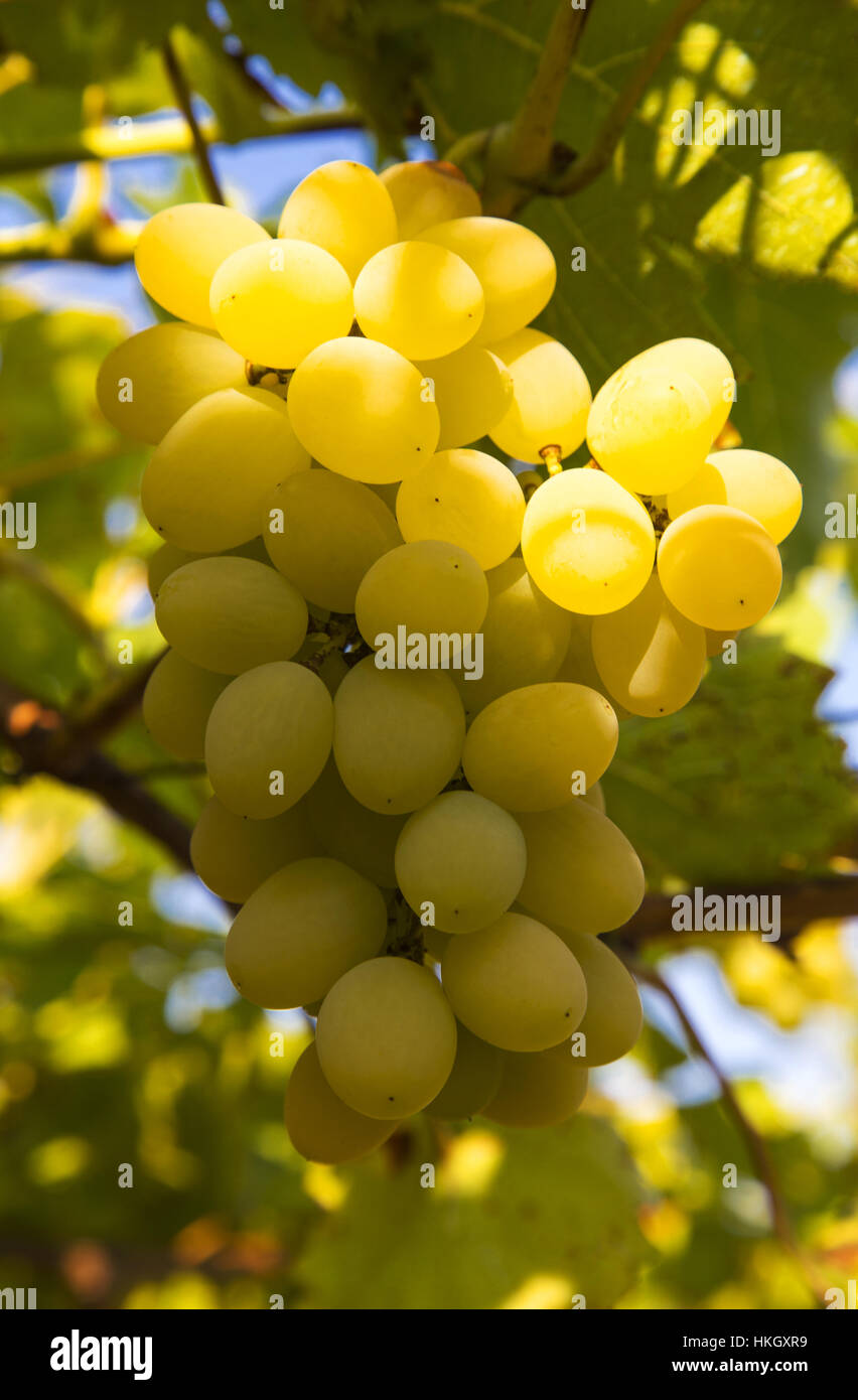 Ripe grapes closeup Stock Photo - Alamy