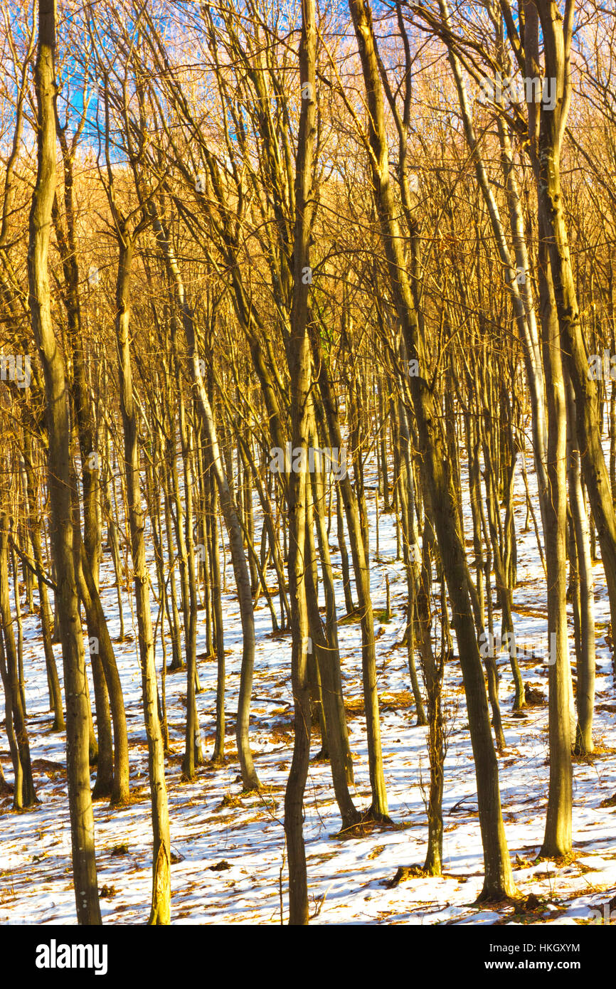 Beautiful winter landscape with trees covered with snow Stock Photo - Alamy