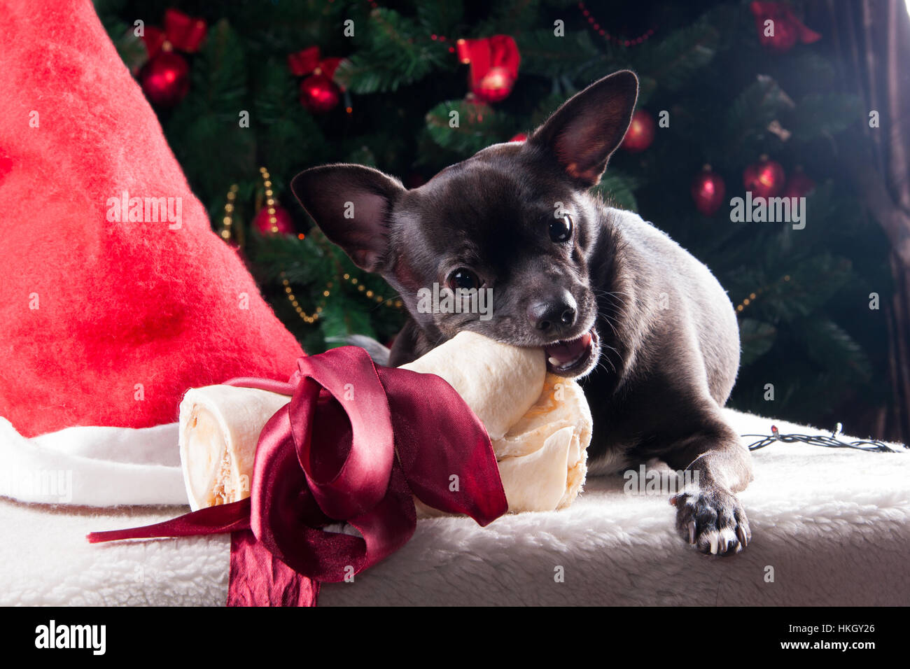 Black dog with Christmas bone gift with Christmas tree Stock Photo