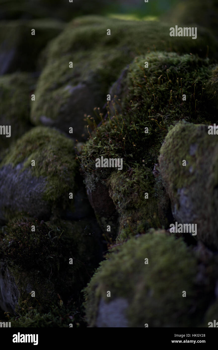 moss on rock. nature, green, growth, rock wall.. Stock Photo
