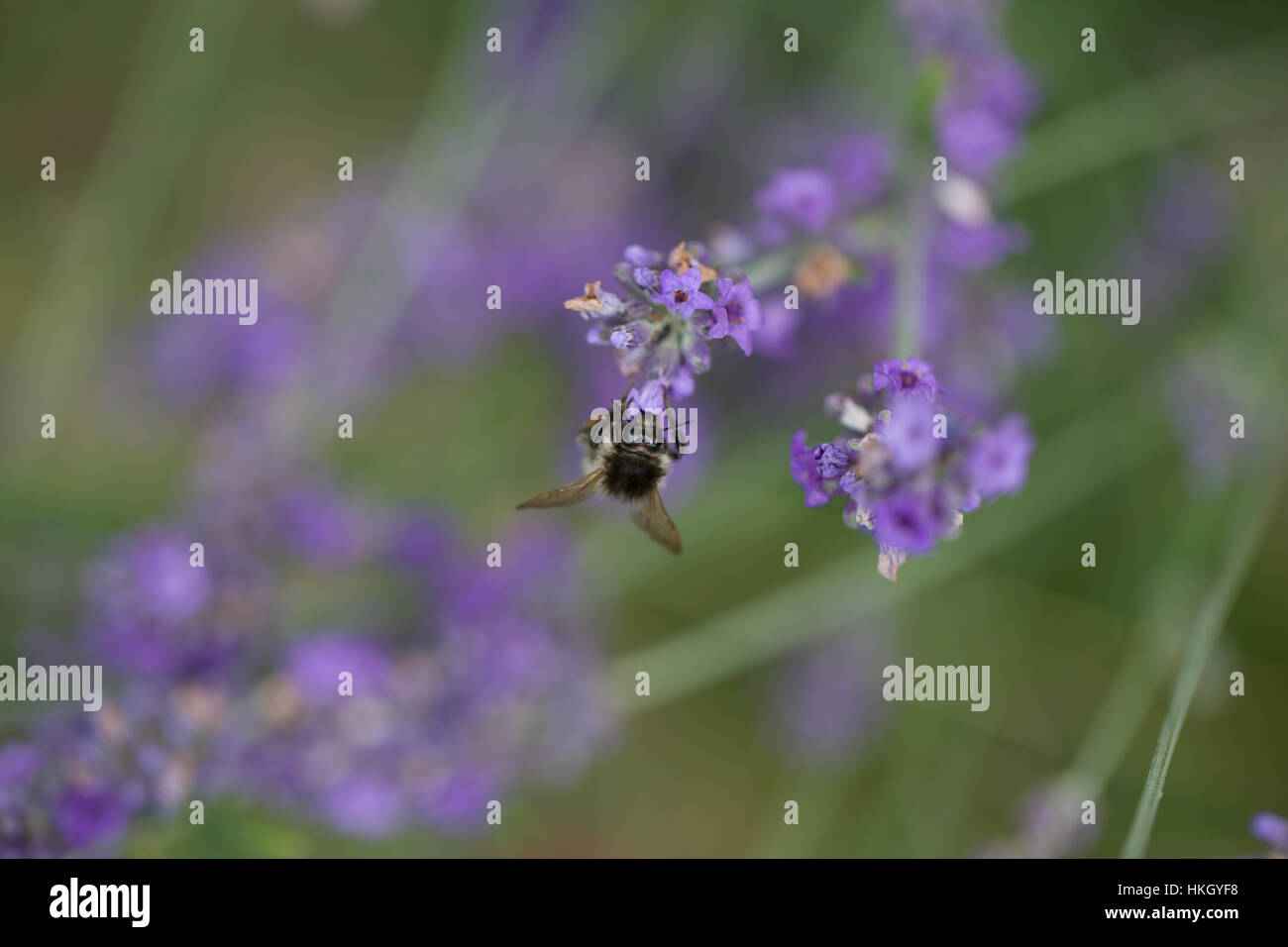 bee on purple flower. lavender, insect, nature, growth. Stock Photo