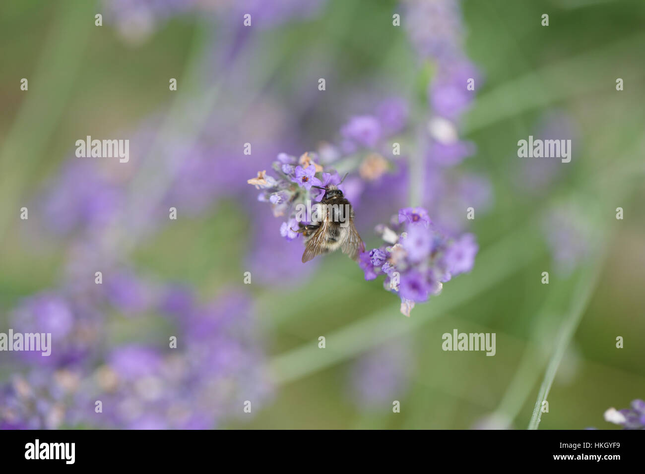 bee on purple flower. lavender, insect, nature, garden. Stock Photo