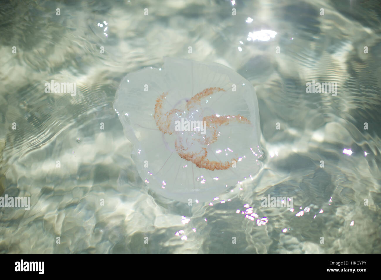 jellyfish underwater. aquatic, rippled, water, clean. Stock Photo