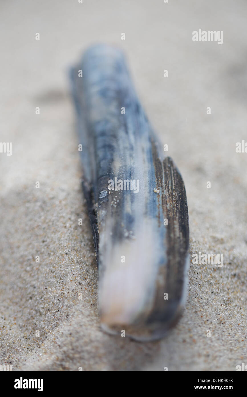 razor shell on sand. beach, invertebrate, clam, sand grain. Stock Photo