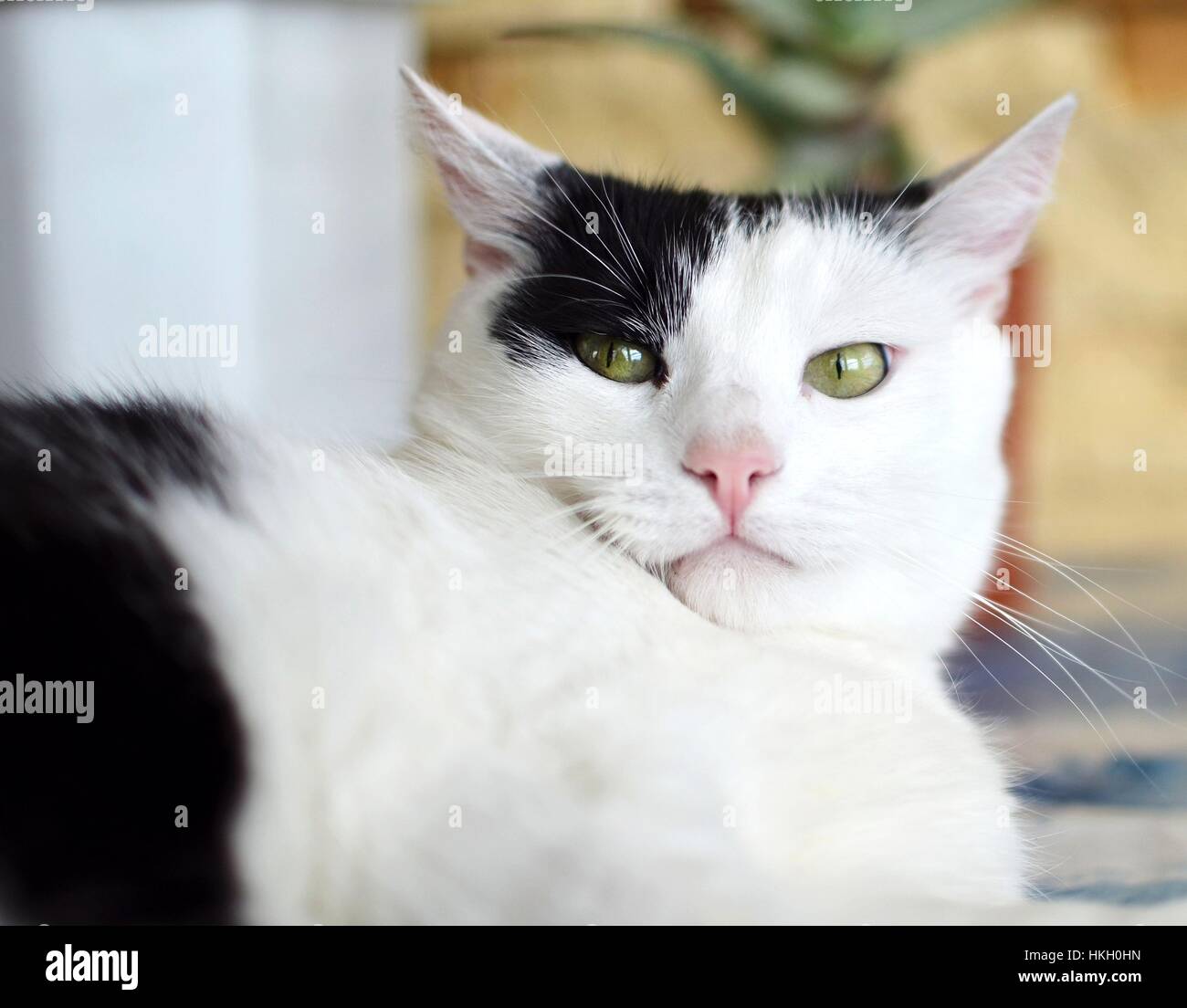 Black and white cat looking to the camera seriously Stock Photo - Alamy