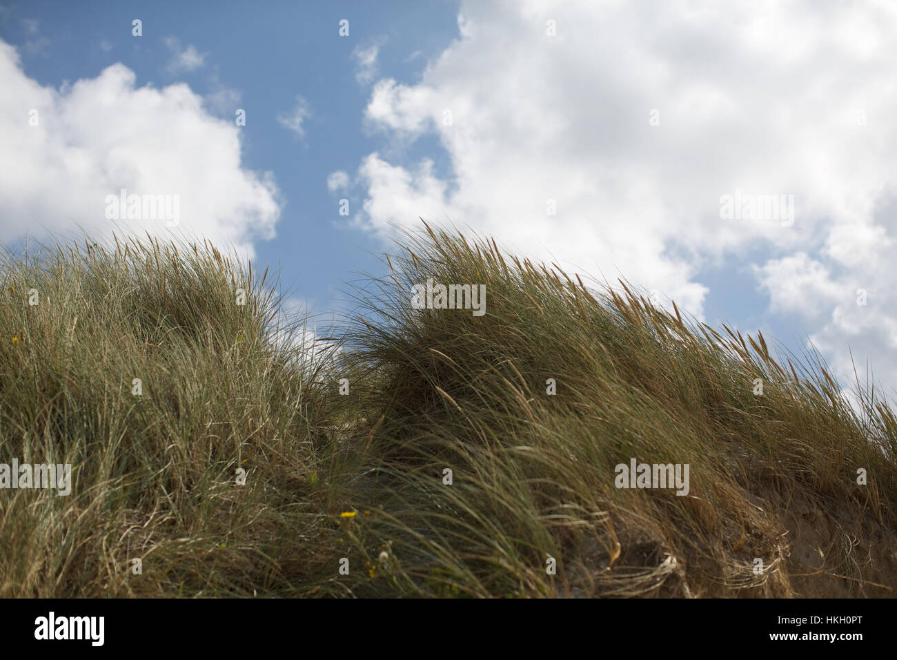 fresh green grass. blue sky, cloud, growth, lush. Stock Photo
