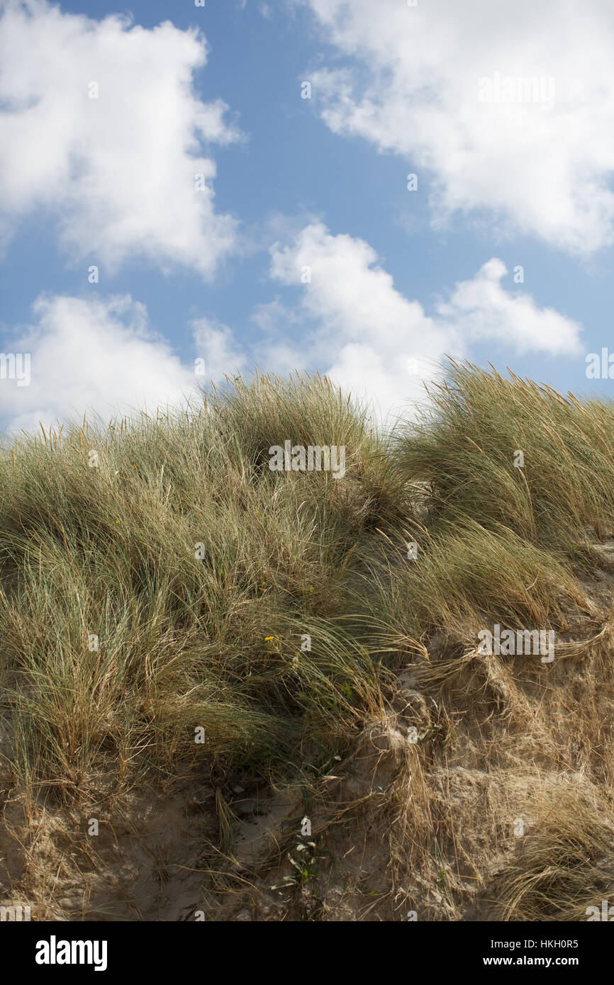 grass field and blue sky. cloud, growth, lush, nature. Stock Photo