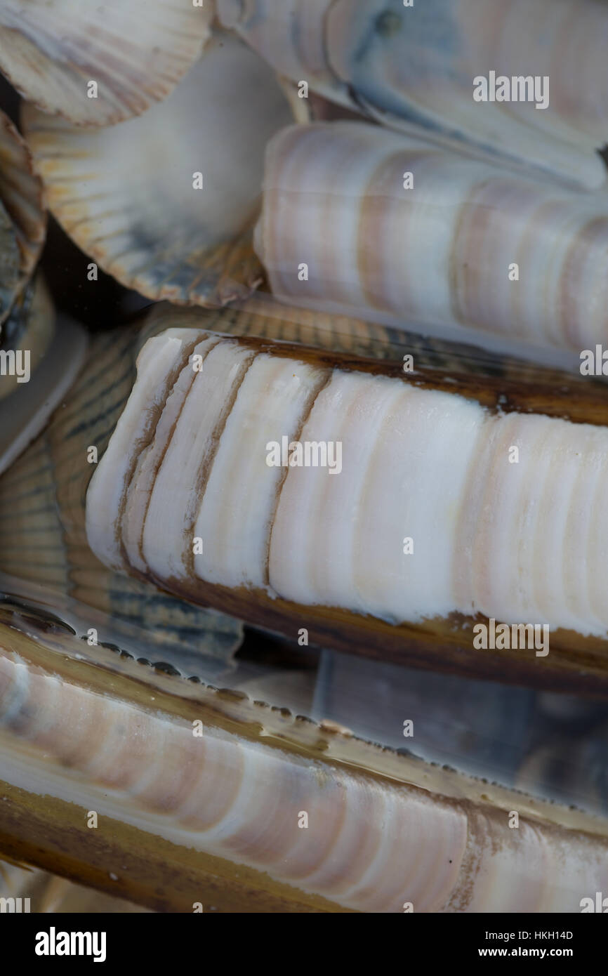 Clam seashell hi-res stock photography and images - Alamy