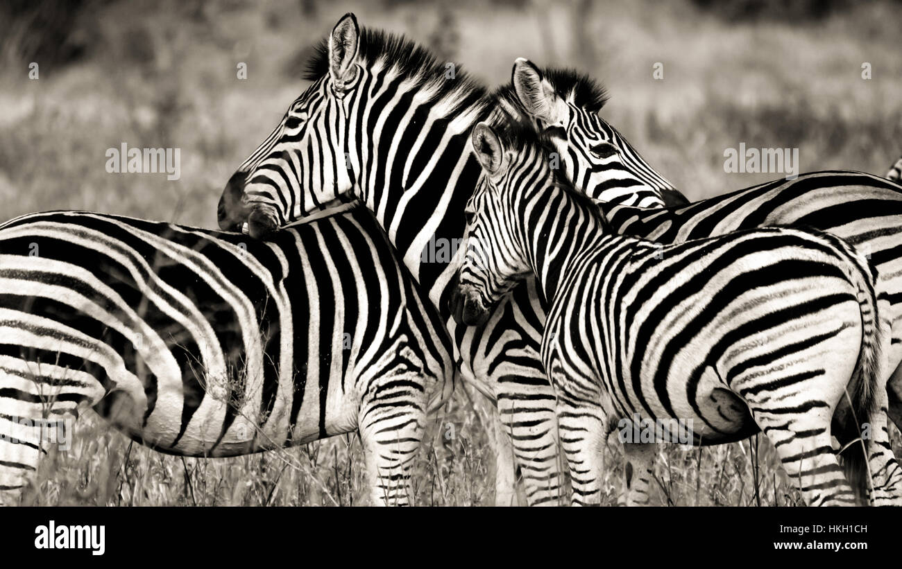 A pack of zebras Stock Photo Alamy