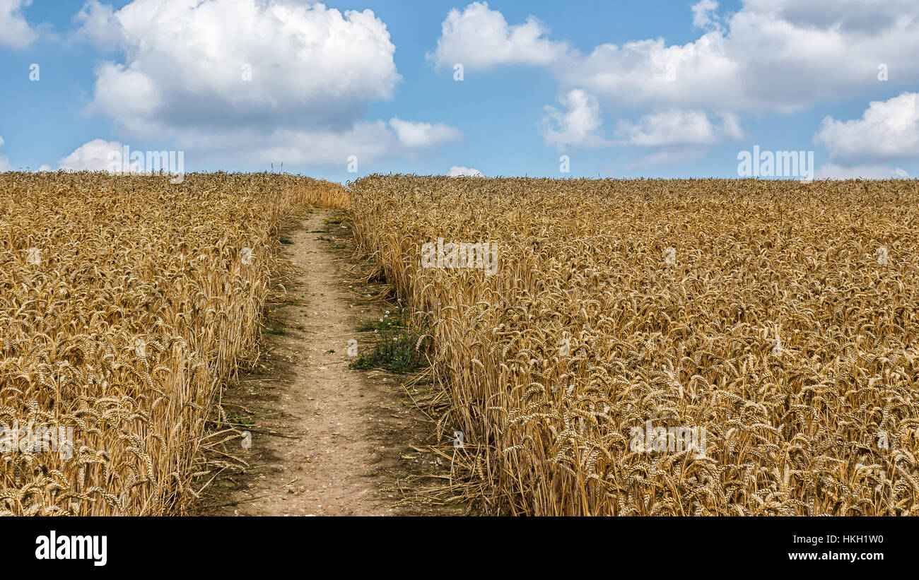 A Path Through A Golden Field Of Wheat In Rural England Stock Photo Alamy A Path Through A Golden Field Of Wheat In Rural England Stock Photo Alamy