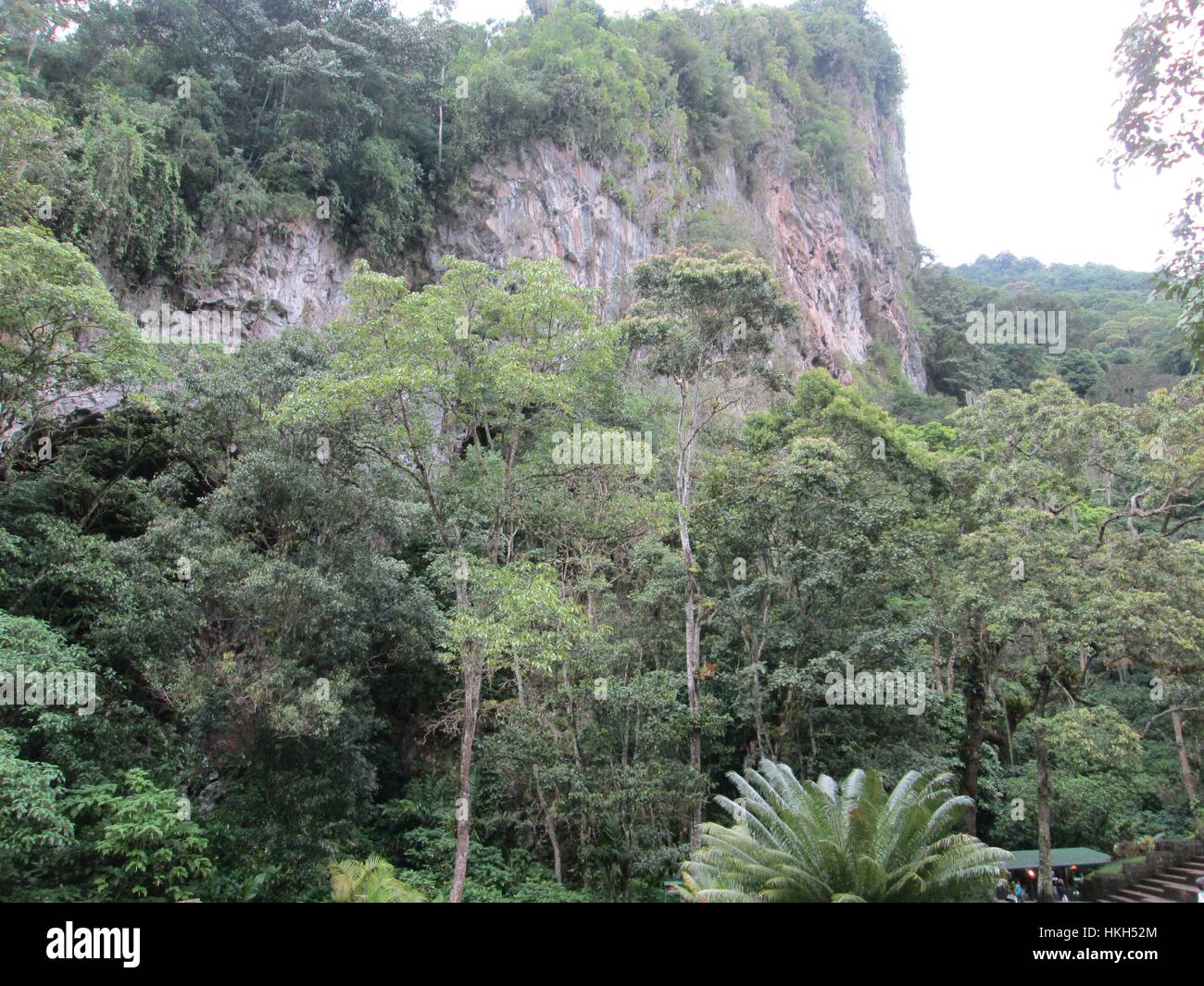 Caripe forest, Monagas Venezuela Stock Photo