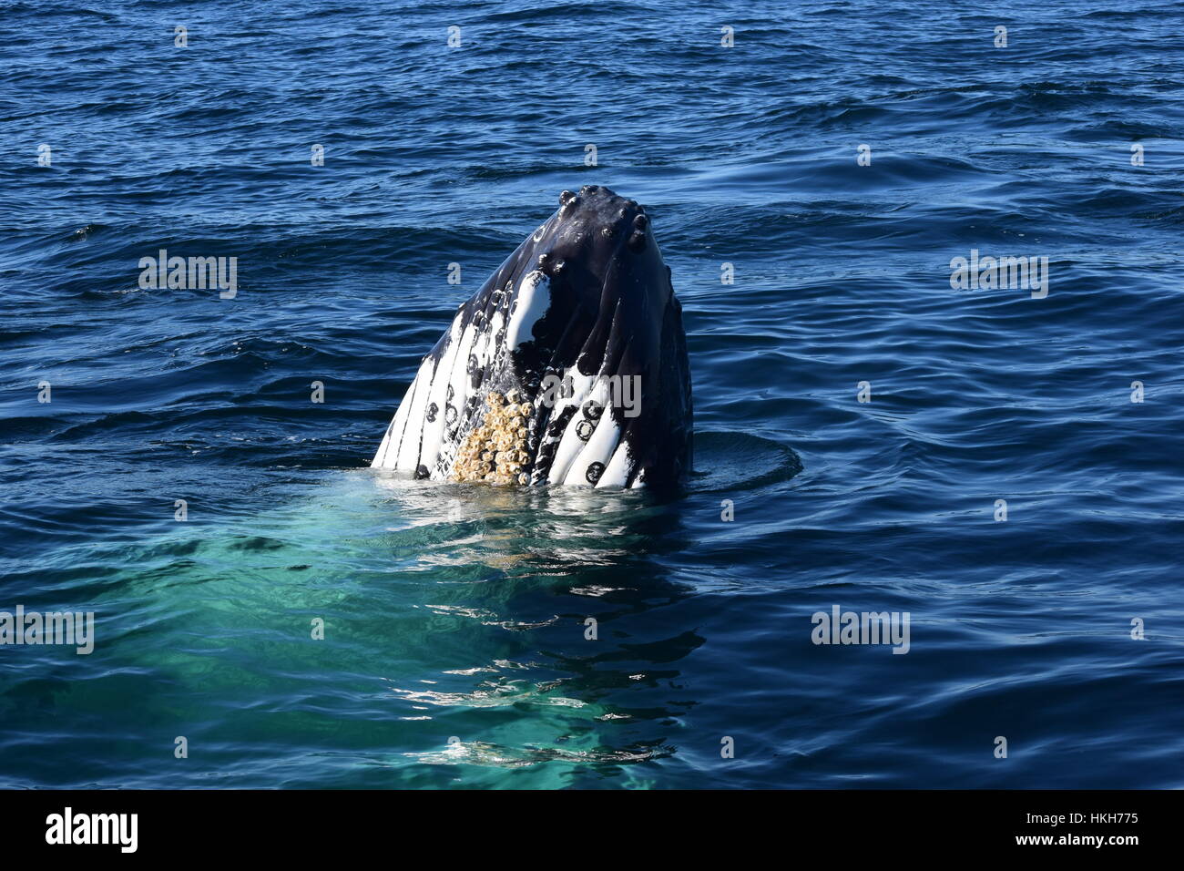 A Humpback Whale Falls Back Into The Water After Spyhopping Stock Photo Alamy