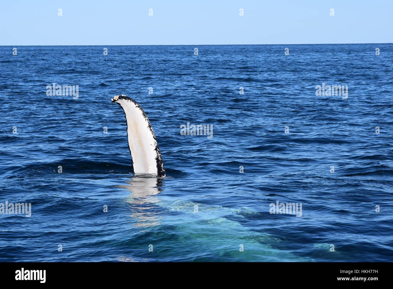 A humpback whale gives a flipper wave. Stock Photo