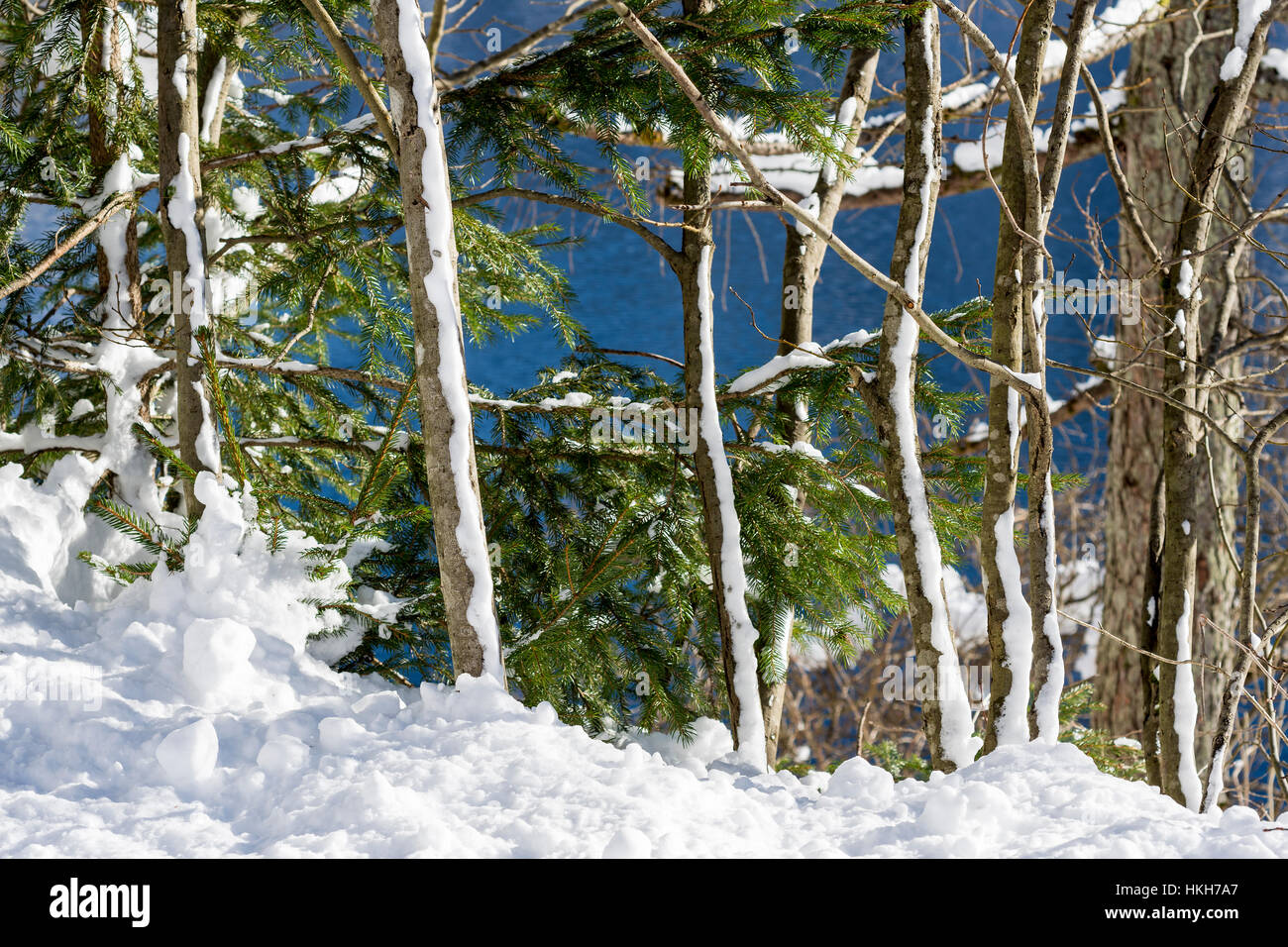 Pine Trees Covered with Snow Close Up. Winter Background Stock Photo ...