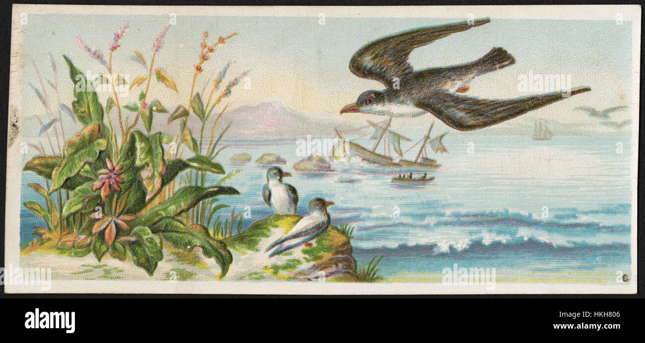 Bird flying over water, plants and sitting bird in the foreground, boats in the background. Stock Photo