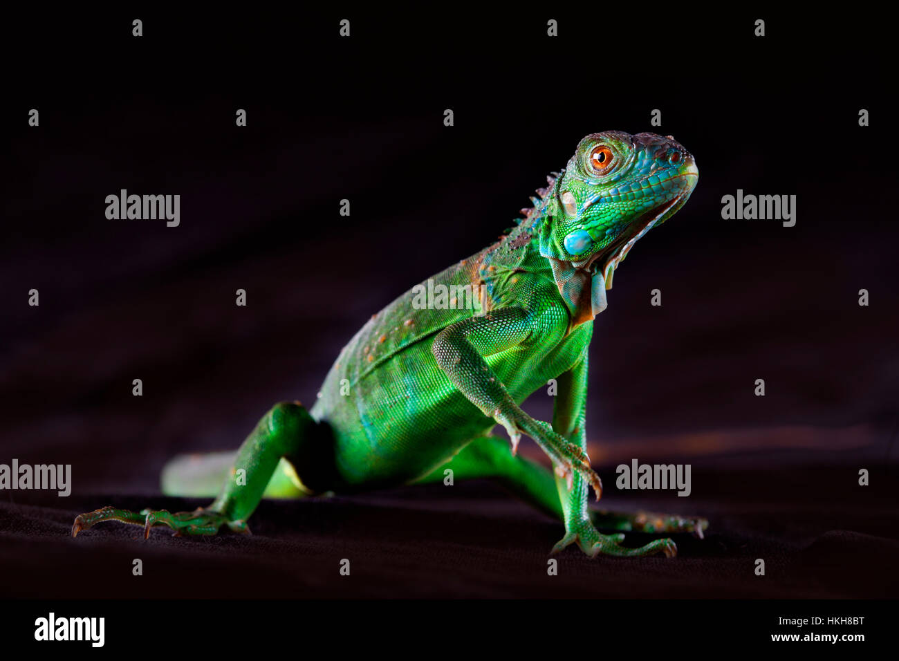 Baby iguana stand Stock Photo