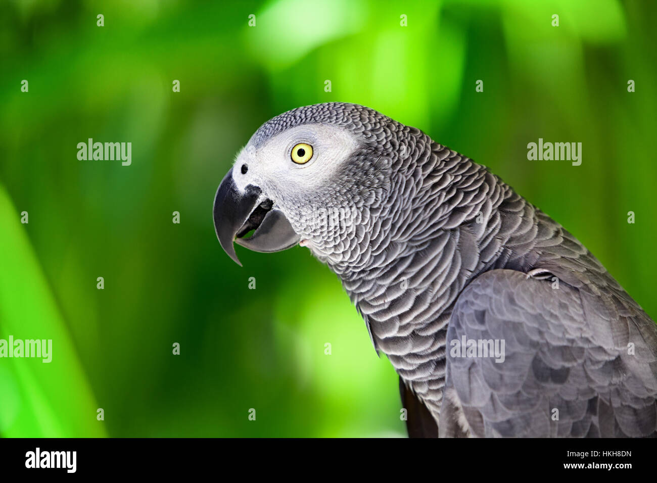 African grey parrot against jungle. Wild grey parrot head on green background. Wildlife and rainforest exotic tropical birds Stock Photo