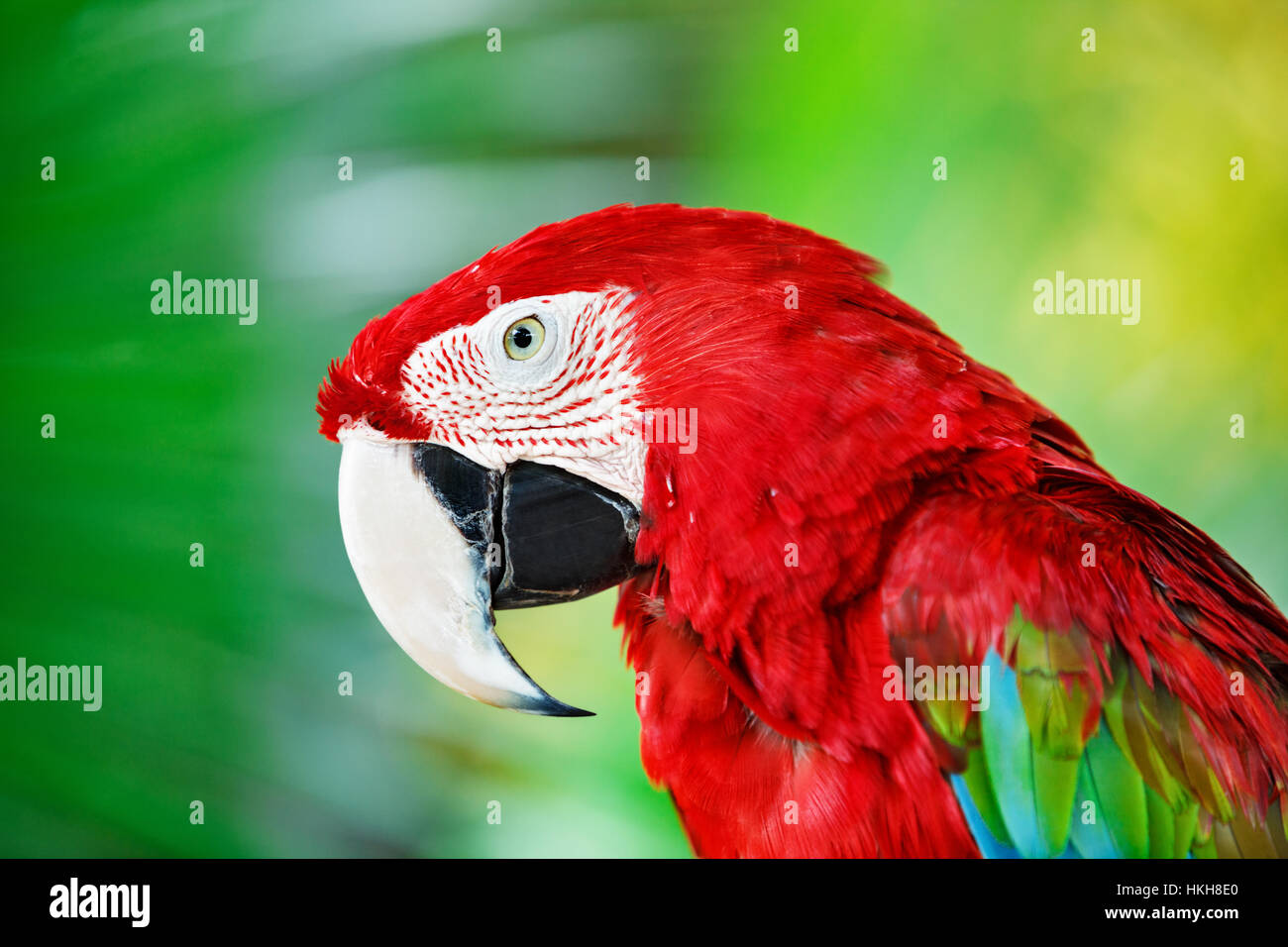 Portrait of red macaw parrot against jungle. Parrot head on green background. Nature, wildlife and tropical rainforest birds. Stock Photo