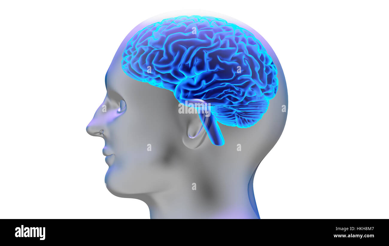7 3 brain. Форма для мозга 3d модель. Анатомия среднего мозга в 3д анимация.
