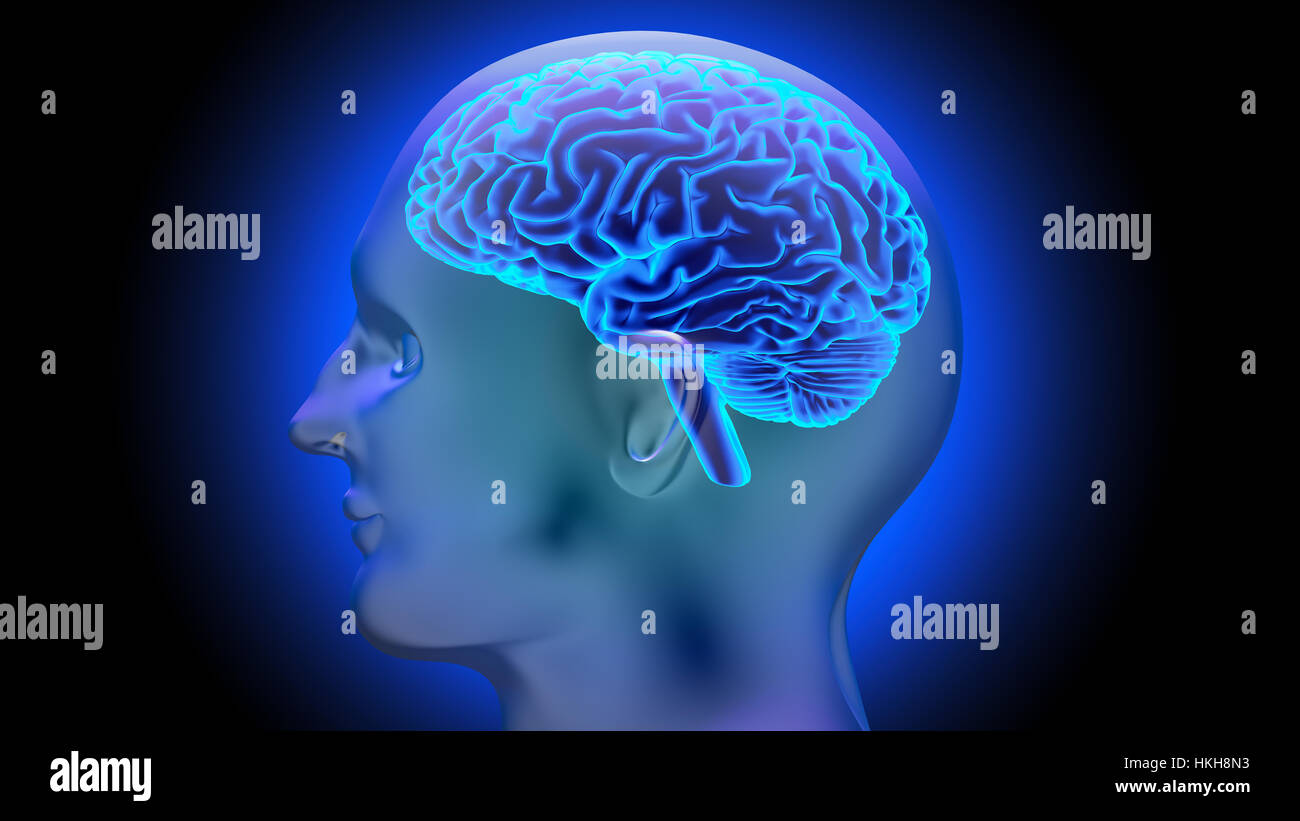 Human brain 3D render Stock Photo