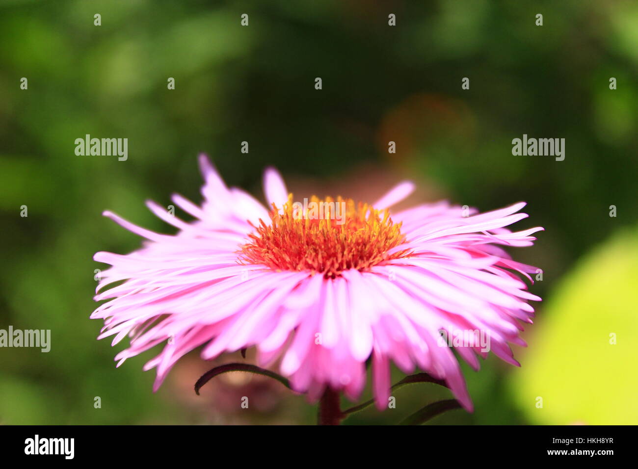 big flower of beautiful and red aster Stock Photo - Alamy