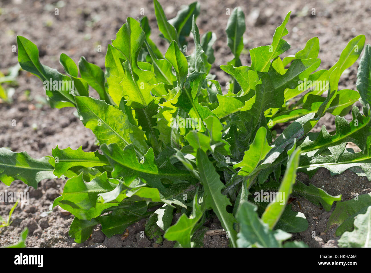 Wegwarte, Blatt, Blätter, Blattrosette, Zichorie, Cichorium intybus, Chicory Stock Photo