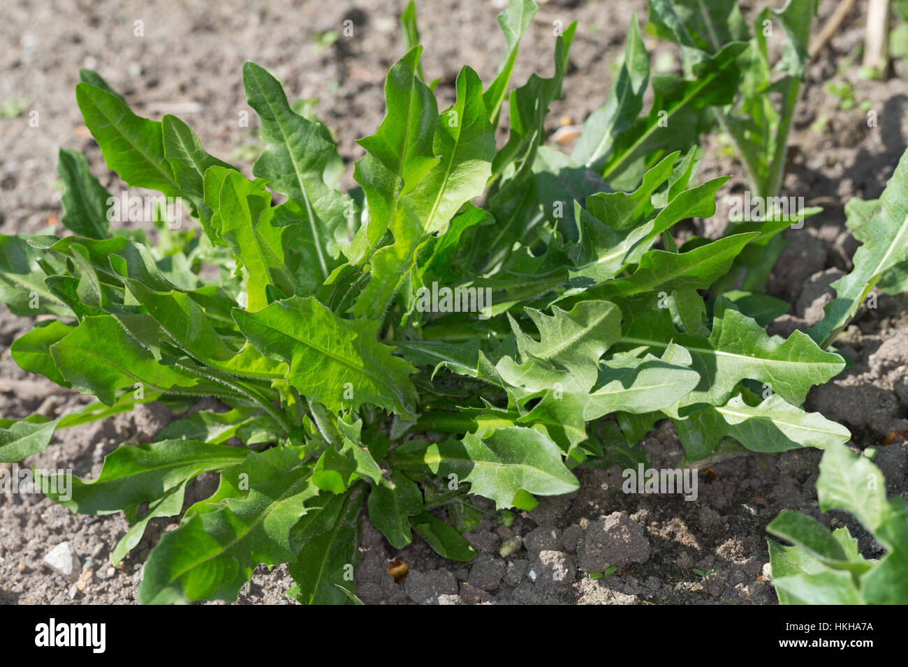 Wegwarte, Blatt, Blätter, Blattrosette, Zichorie, Cichorium intybus, Chicory Stock Photo