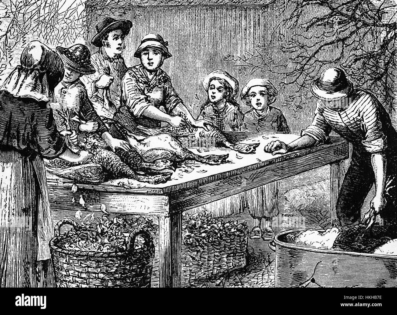 1879: Turkeys being scalded, plucked and plumped in readiness for Thanksgiving Day  in a New York kitchen. Stock Photo